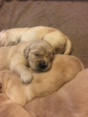 aurora golden retriever puppies