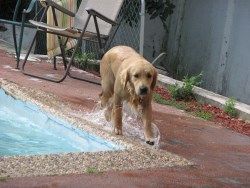 Aurora Goldens