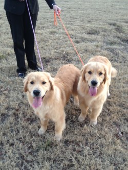 Aurora Goldens