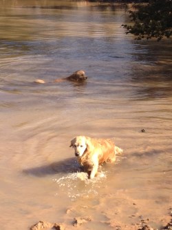 Aurora Goldens