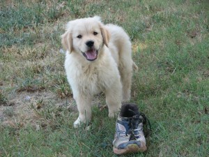 Aurora Goldens