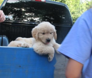 Aurora Goldens